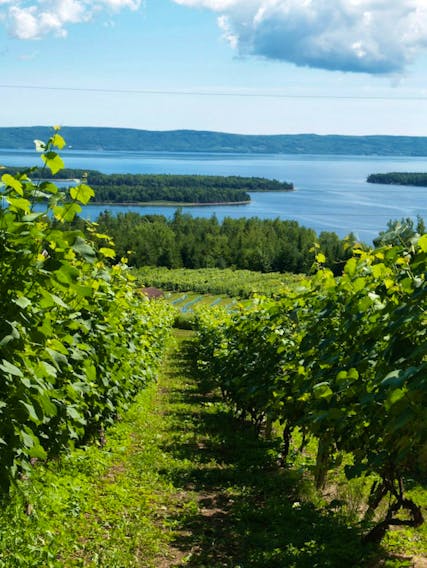 Eileanan Bréagha Vineyard in Cape Breton will be one of the Nova Scotia vineyards promoted as part of the new Nova Scotia Wine Ambassador Program. 
CONTRIBUTED/Eileanan Bréagha Vineyard Facebook page