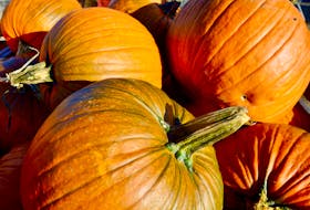 There are still plenty of pumpkins available locally if you need some for your Halloween decorating. These can be found at Hank’s Family Farm in Millville. ELIZABETH PATTERSON • CAPE BRETON POST