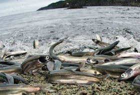 Caplin rolling at Middle Cove. 