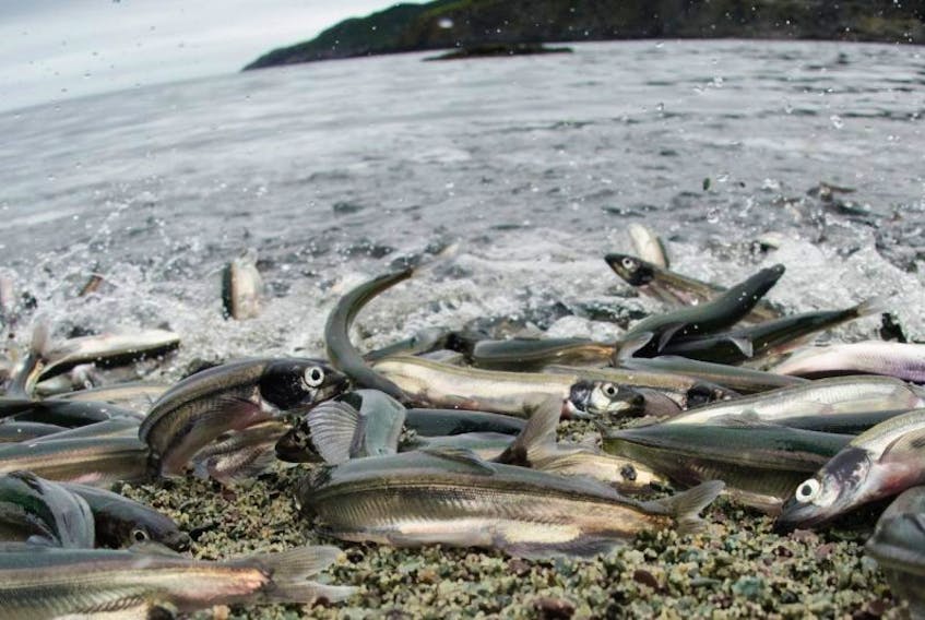 Caplin rolling at Middle Cove. 