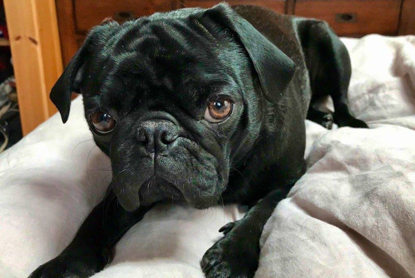 Gus the Pug is feeling better after being at the vet with suspected marijuana toxicity.