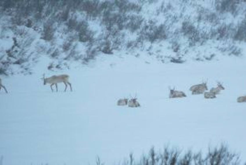 ['Surveys of caribou herds around Deer Lake, Baie Verte and north along the Northern Peninsula to St. Anthony will be conducted in the coming weeks. ']