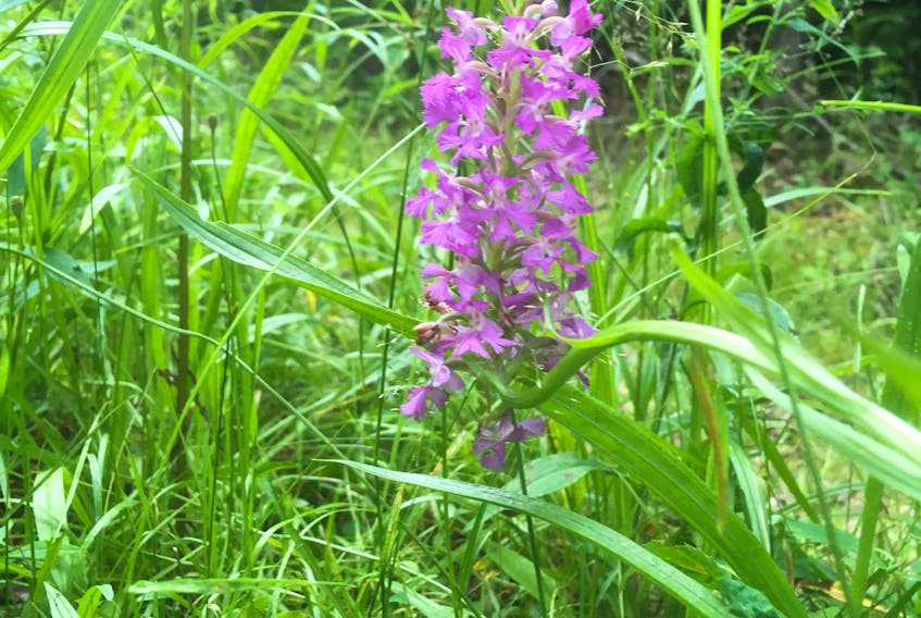 The orchis is a wild native orchid that often emerges in wild spaces. CONTRIBUTED