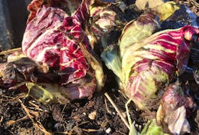 Heads of radicchio overwinter for a lovely spring garden surprise. CONTRIBUTED
