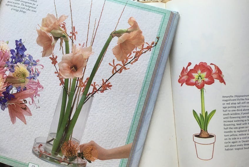 Amaryllis are easy to bring to bloom and will rebloom for years CONTRIBUTED
