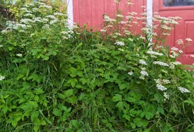 A rosebush is completely overgrown by the bully goutweed. Contributed