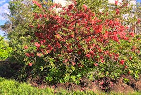 In Cape Breton, the Japanese flowering quince puts on an early show in June gardens. CONTRIBUTED