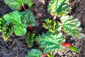Rhubarb is the first fruit of the growing season. CONTRIBUTED