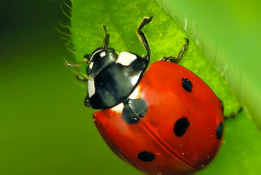 Lady bugs prey on garden pests, so are one of the gardener’s allies. CONTRIBUTED