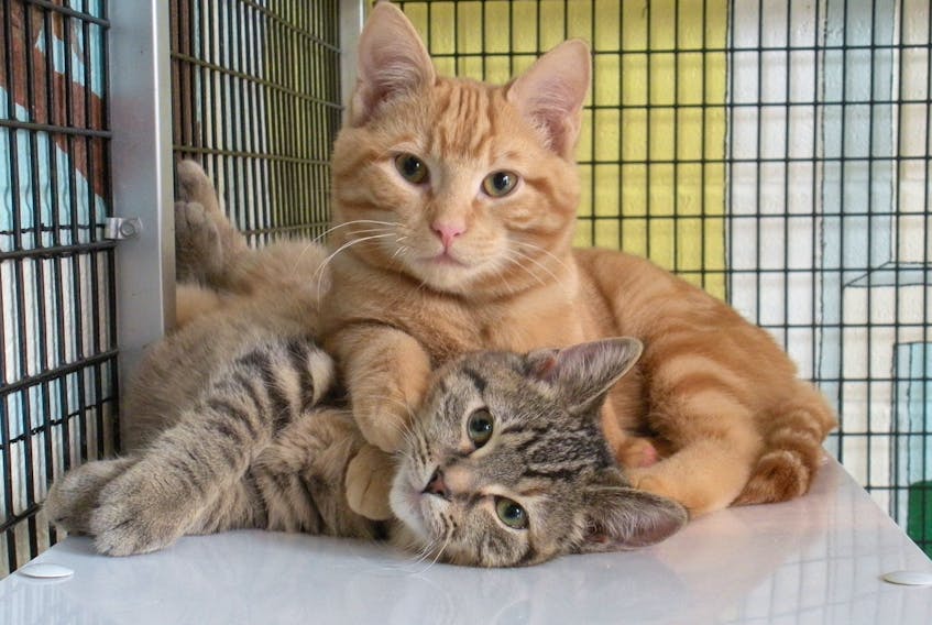 Humane services in St. John's will have cats spayed or neutered before the animals are adopted.