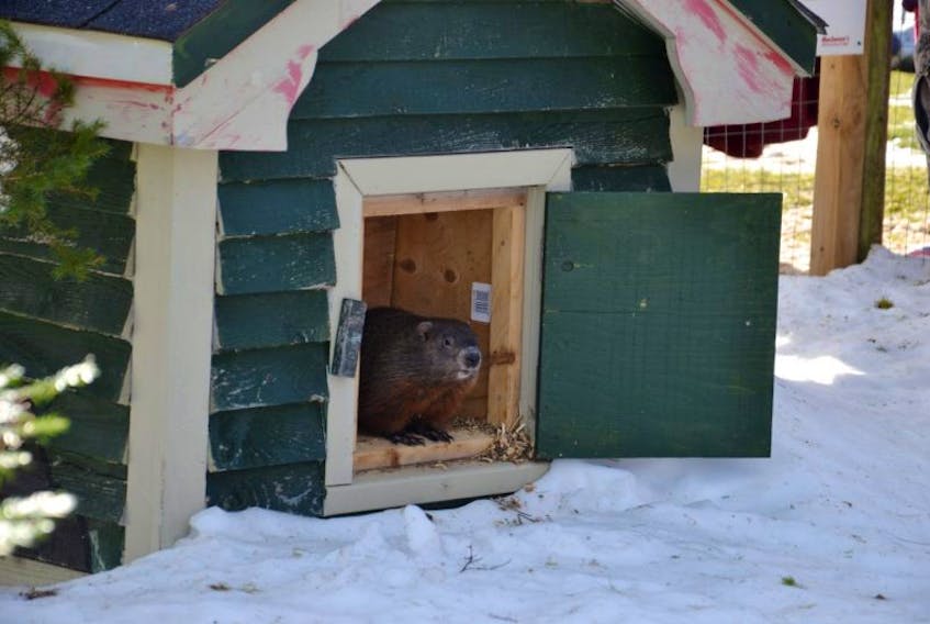 Two Rivers Tunnel is shown just before making his 2016 Ground Hog Day prediction. We'll find out if he sees his shadow later today, indicating six more weeks of winter in Cape Breton, or not.