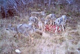 A pack of seven coyotes eats apples in Glencoe Mills, Inverness County, on Nov. 18. A local hunter says the animals ate about 150 pounds of apples he’d put out to attract white-tailed deer.