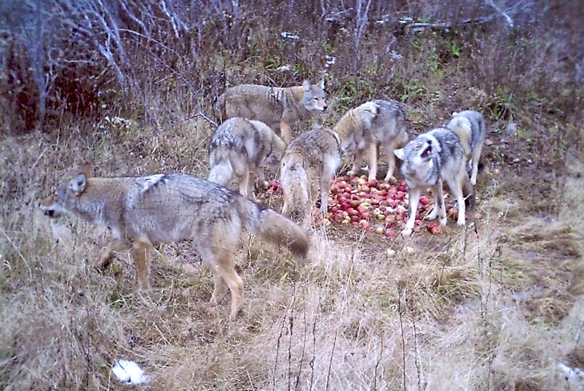 A pack of seven coyotes eats apples in Glencoe Mills, Inverness County, on Nov. 18. A local hunter says the animals ate about 150 pounds of apples he’d put out to attract white-tailed deer.