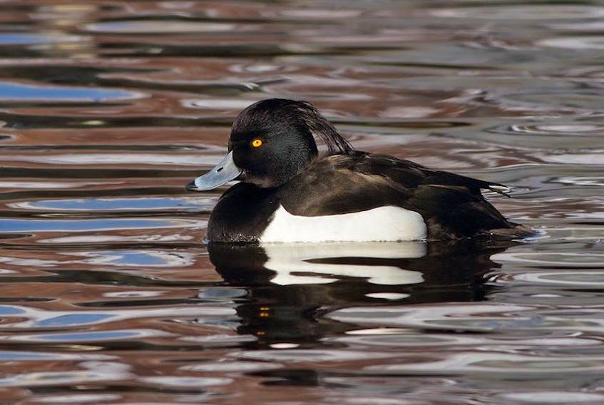 A tufted duck, like this one, was spotted during the Christmas bird count last week in Glace Bay.