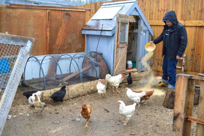 Peter Arapis feeds chickens at his property in Gardiner Mines. Arapis and his wife Heather purchased the former St. Eugene’s church in Dominion and reopened it as the House of Healing Church of Cape Breton. They have decided to start a farm and help people in need.