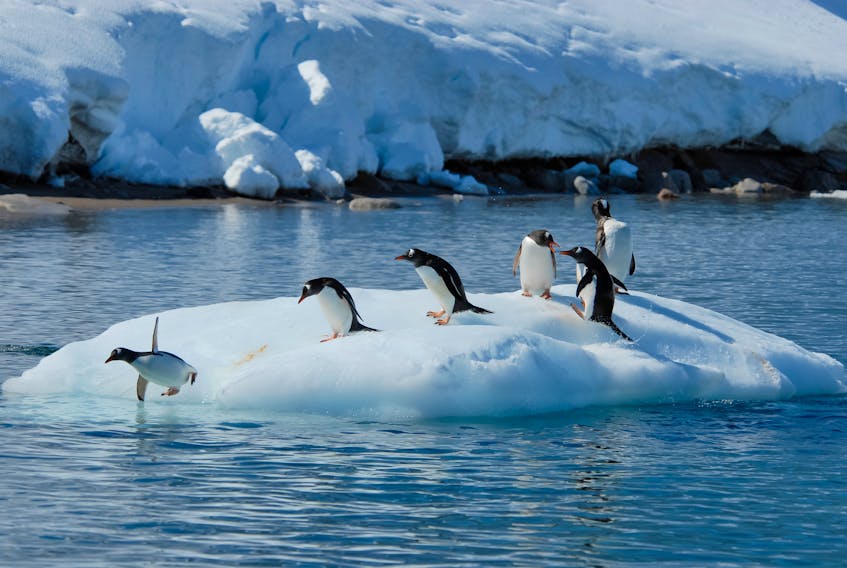 Gentoo penguins stand on an ice floe in Antarctica. Polar regions of Earth are warming much faster than anywhere else.