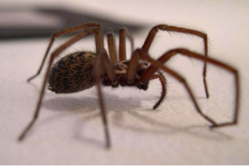 The European house spider, also known as the giant house spider, first showed up in Halifax in the 1990s.