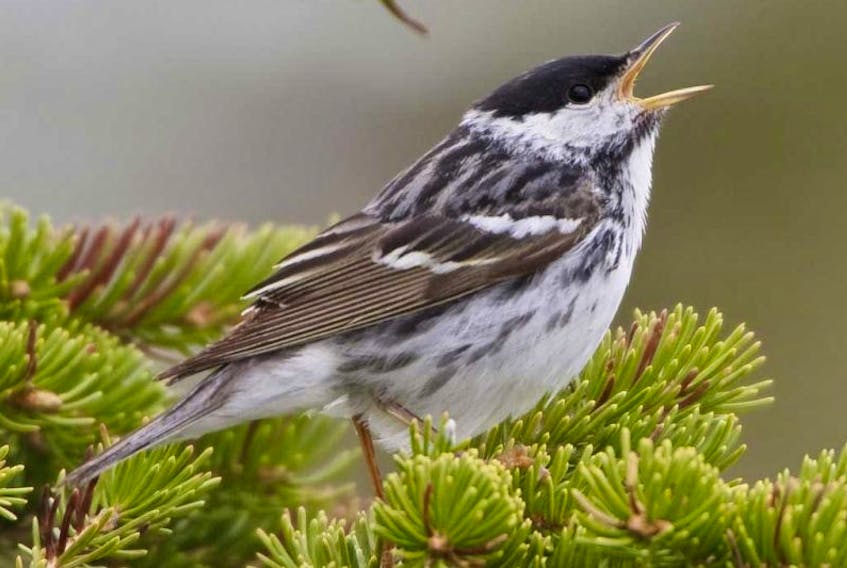 Blackpoll warblers have been tracked to wintering grounds in Columbia and Venezuela.
