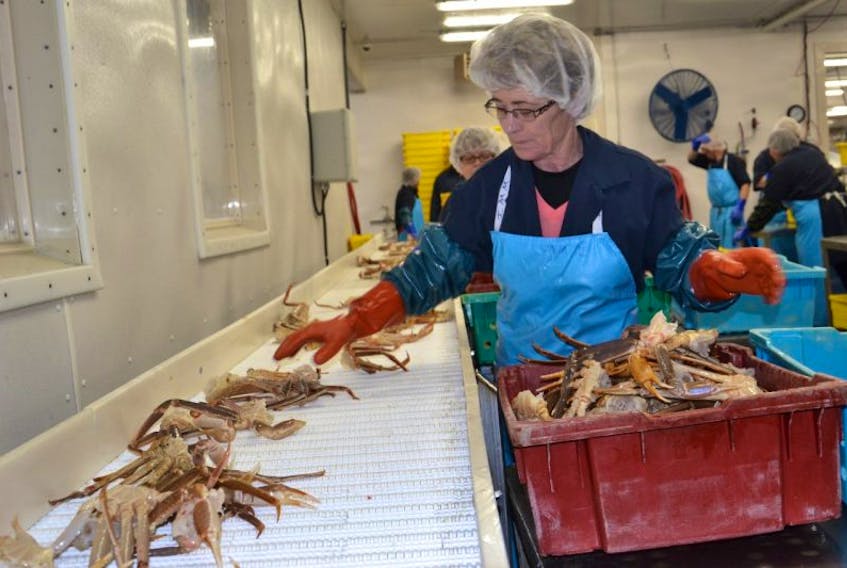 Louisbourg Seafoods Ltd. employees such as Irene MacMullin, shown in this file photo, size and grade the snow crab that come into the processing plant in Louisbourg.