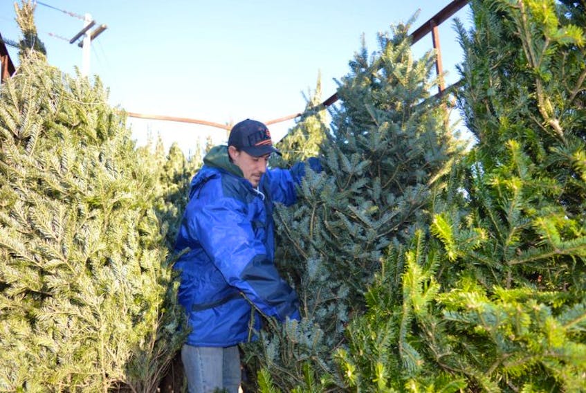 Robert Close prepares Christmas trees for sale at the corner of McKean and King Edward Street in Glace Bay. The tree sale is organized by the Glace Bay Y’s Men and Y’s Women Club to support adopt-a-family activities.
