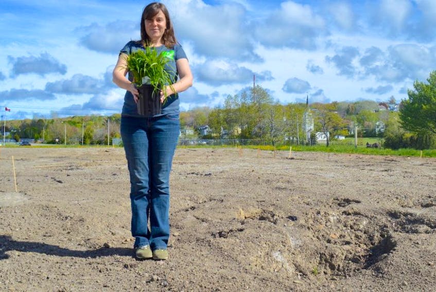 Jen Cooper, a program co-ordinator with ACAP Cape Breton, holds dense blazing star as she stands on the site of the former Southend Community Centre in Sydney. ACAP is asking for volunteers to help plant a pollinator garden on the Hillview Street property on June 24 at 10 a.m.