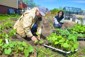 Kimberly McPherson, left, co-ordinator of the Glace Bay Food Bank community garden, and Grace Kim, a three-year volunteer, plant vegetables which were started by Pius Locke, a retired greenhouse owner. Locke started about 500 plants for the food bank which has made on a great impact on the project.