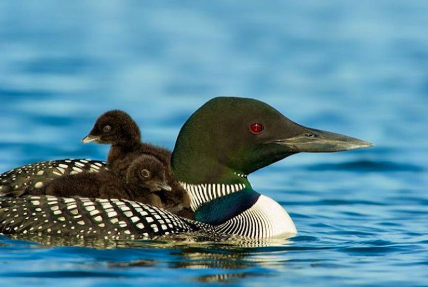 The Port Morien Wildlife Association is involved with a loon nesting platform project.