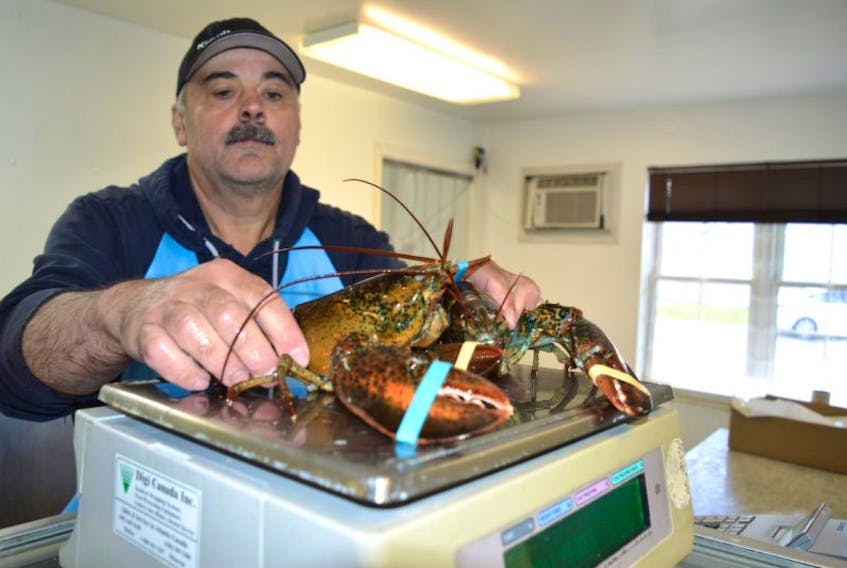 Terry Ashford, manager of Grant Shaw’s The Seafood Shop on the Glace Bay harbour weighs some live lobster. Glace Bay fishermen say a tremendous amount of lobster had to be thrown back in this year due to spawning or being undersized which is a great sign on the future of the industry.