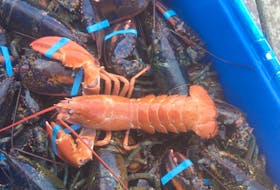 Two days after Kenny and Graham Best caught a blue lobster, they caught an even rarer red lobster.