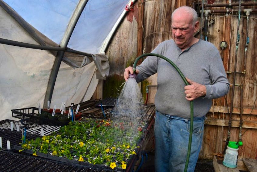 Earl MacPherson waters trays of mixed seedlings Monday at his greenhouse operation on Seaview Drive in North Sydney.