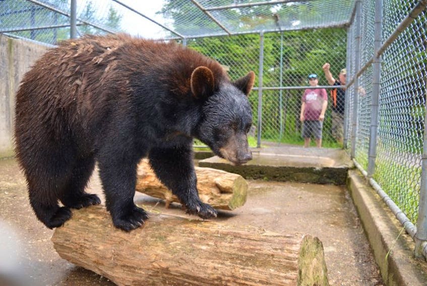 In this July file photo, Little Bear balances on a log inside his enclosure at Two Rivers Wildlife Park. The orphaned cub, which became a star attraction at the park and inspired the public to donate nearly $40,000 for his enclosure, died suddenly Monday afternoon.