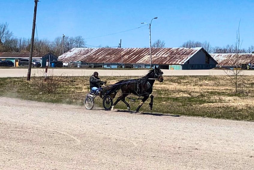 Eastviewdexter is shown jogging around the Tartan Downs track on a sunny Wednesday afternoon. The property has been purchased by Cape Breton University and plans to develop the area are being investigated. GREG MCNEIL/CAPE BRETON POST