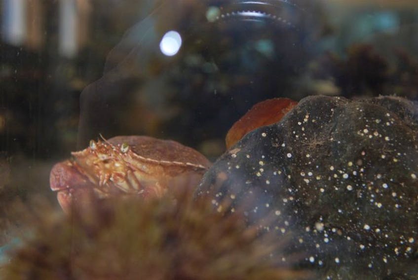 <p>A rock crab hides behind a rock in one of the Aquariums four touch tanks.</p>