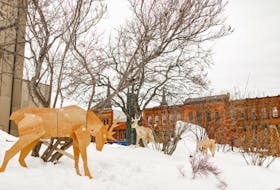 Wooden art installations, like these caribou outside the Confederation Centre of the Arts, are part of a new month-long festival, Ice City, in Charlottetown. 