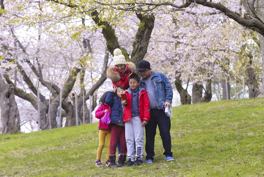 The cherry blossom trees are ending their bloom as High Park was officially opened again on Monday. People came out to see them and take pictures near the grove near Grenadier Pond on Monday May 11, 2020. 