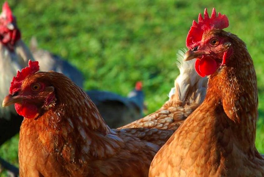 A Municipality of Shelburne bylaw enforcement officer was able to capture two of about a dozen free range chickens that were causing a problem.