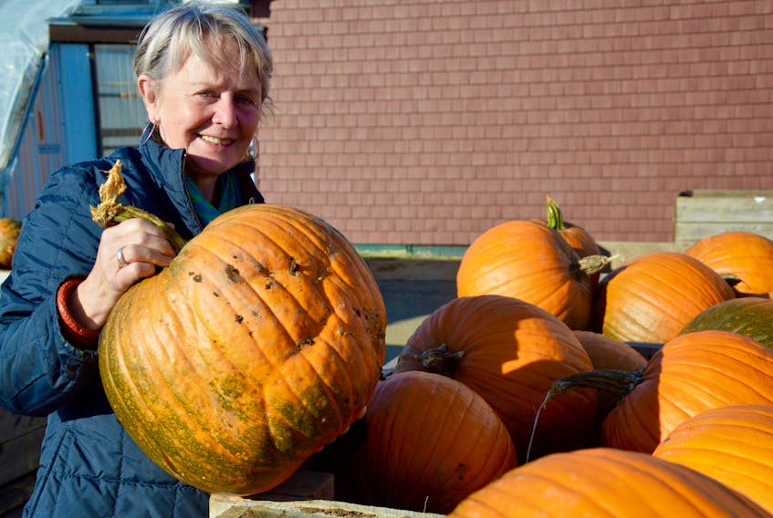 Cathy Nikolai chooses a pumpkin while visiting Hank’s Family Farm in Millville, Thursday. Nikolai, who lives in Breton Cove, near Wreck Cove on the Cabot Trail, likes to be ready for Halloween but rarely receives trick-or-treaters. ELIZABETH PATTERSON • CAPE BRETON POST