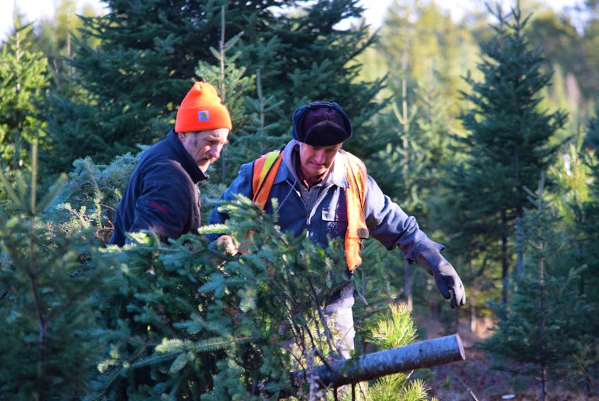 Lunenburg County Christmas tree farmers and brothers, Murray (left) and Boyd Crouse carry a just cut tree to the edge of the lot for pick-up.