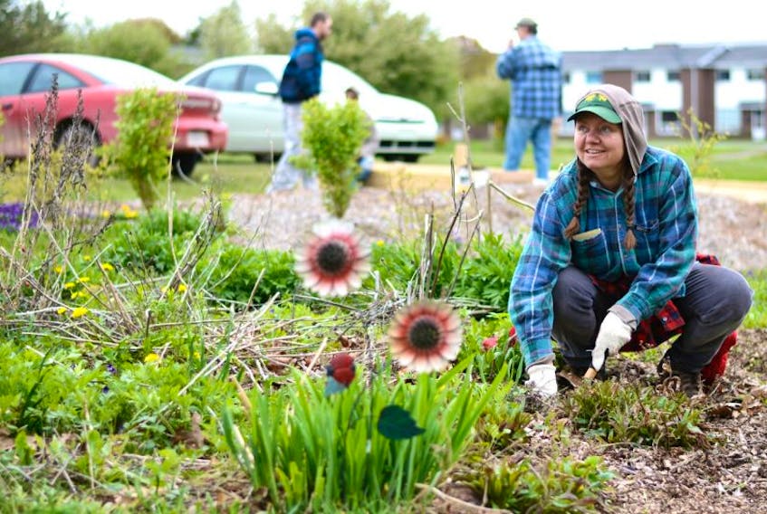 Su Morin was one of several people who came out to weed and prepare the community garden for another season of planting. The volunteers behind her are building raised beds.