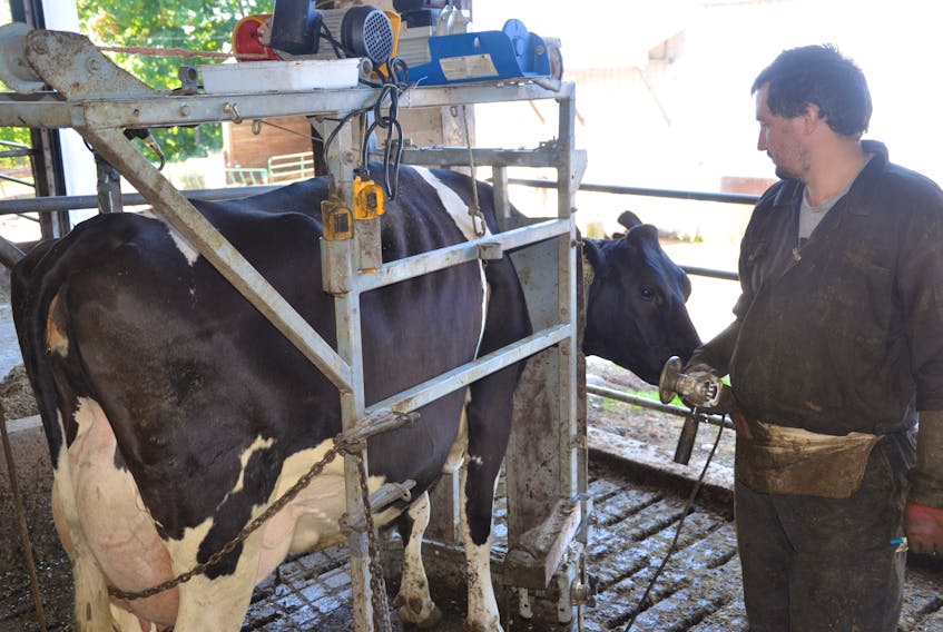 Ciaran Fitzpatrick gets set to trim the hoofs of one of the dairy cows on the van de Riet family farm in Shubenacadie on Thursday, Sept. 24.