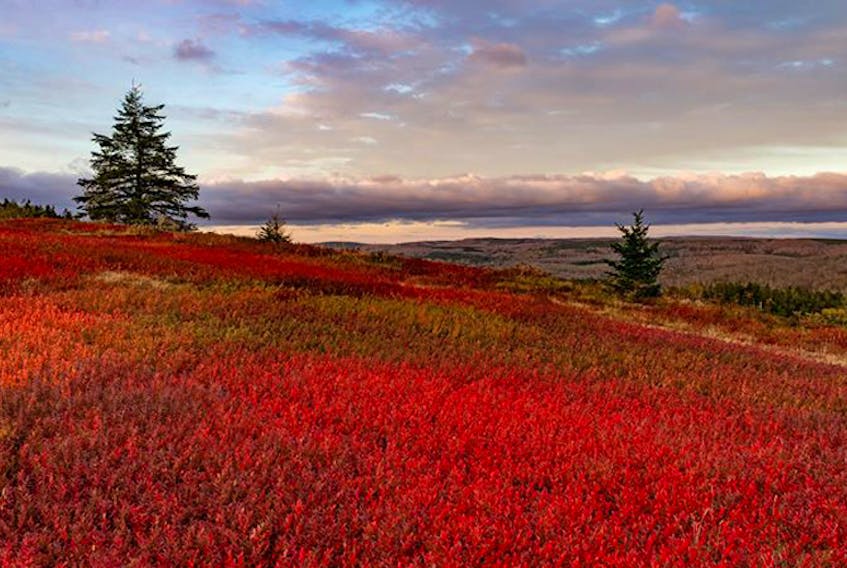 Low clouds forming in the cool fall air over the warm colours of the blueberry fields.  - Barry Burgess, Wentworth N.S.