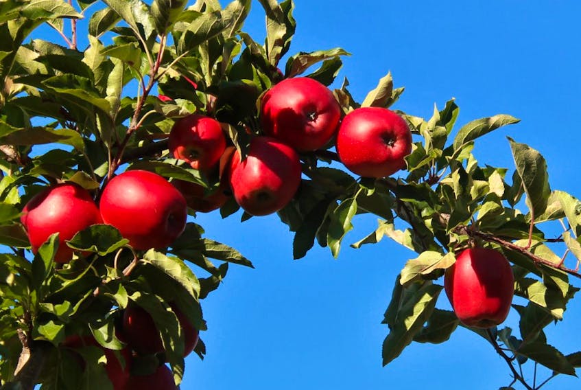 "An apple a day keeps the doctor away." While some Annapolis Valley apple trees were damaged by a June frost, thankfully many were not. Lew Turner spotted these beauties in Greenwich N.S.