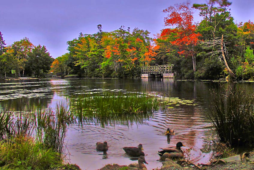 Considered by many to be the jewel of Dartmouth N.S., Shubie Park is sure to welcome many visitors this Thanksgiving weekend. This lovely photo was taken earlier this week by Sylvie Theriault. The colours are changing daily.