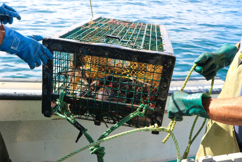 A total bycatch of 239 lobsters was found in the ghost  gear retrieved last fall as part of the Tackling Ghost Gear: Collaborative Remediation of Abandoned, Lost, and Discarded Fishing Gear (ALDFG) in Southwest Nova Scotia project. The lobsters were released. COASTAL ACTION PHOTO
