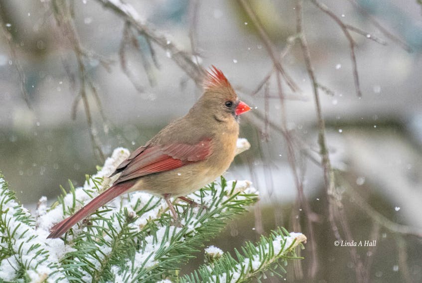 This female northern cardinal recently stopped by a home in Bible Hill. A few members of the species were spotted during the latest Christmas bird count. LINDA HALL PHOTO