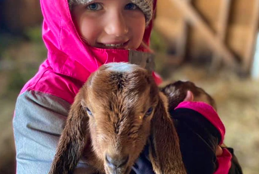 Penny Costelo, the daughter of Ryan and Shannon Costelo of Ingonish, owners of The Groovy Goat Farm and Soap Company, with a baby goat in their barn in Ingonish. The barn was lost in a devastating fire Wednesday morning, claiming the lives of the family’s horses, goats, baby goats and chickens. CONTRIBUTED 