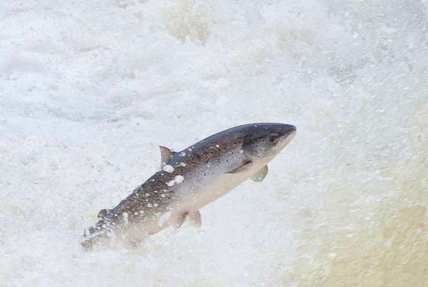 A wild Atlantic salmon leaps into Big Falls on the Humber River in Newfoundland. — Contributed photo