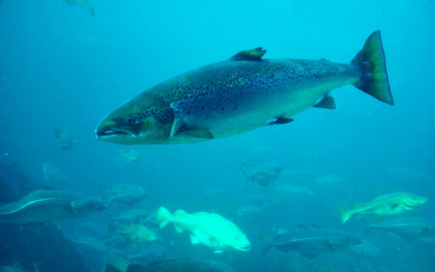 Atlantic salmon.