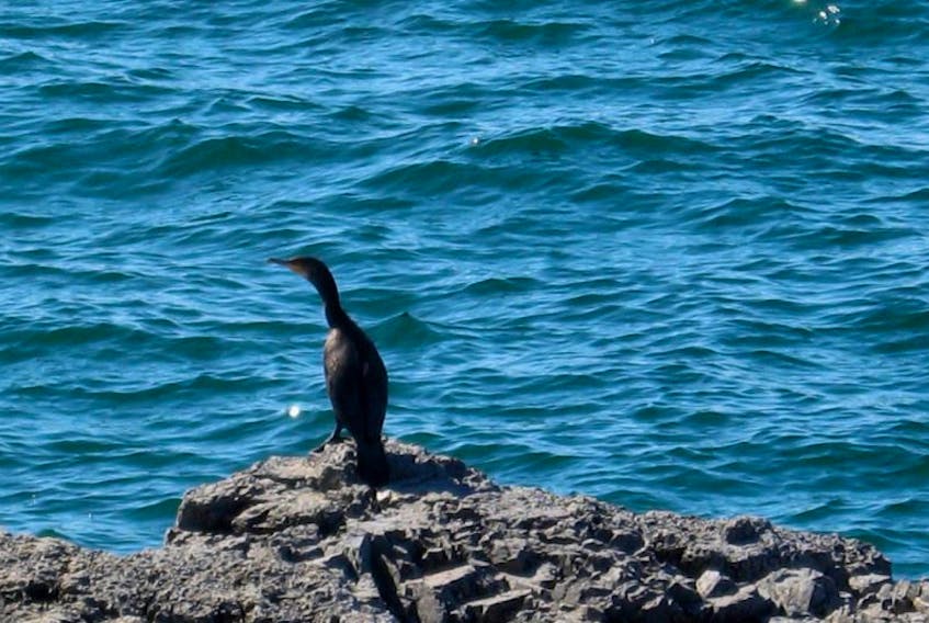 <p>The Great cormorant, native to Newfoundland, was the subject of great persecution over the years. But Dr. Ian Jones, MUN Biologist says there is no evidence of cormorants impacting any wild fish stock. This lone cormorant was photographed at Burnt Cape, in Raleigh, last summer.</p>