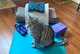 A participant in Corner Brook-based Namaste yoga studio’s trial online yoga class on Sunday night had everything set up to take part in the class. And it looked like their cat was also interested in joining in. - Contributed